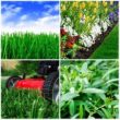 Brandon Florida Lawn Care Services
