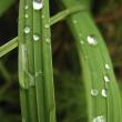 Lawn Watering Tips - Apollo Beach, Riverview, FishHawk Ranch, FishHawk Trails